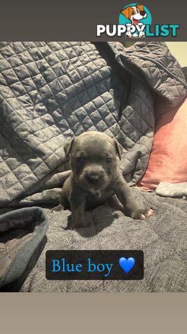 Purebred blue English staffy