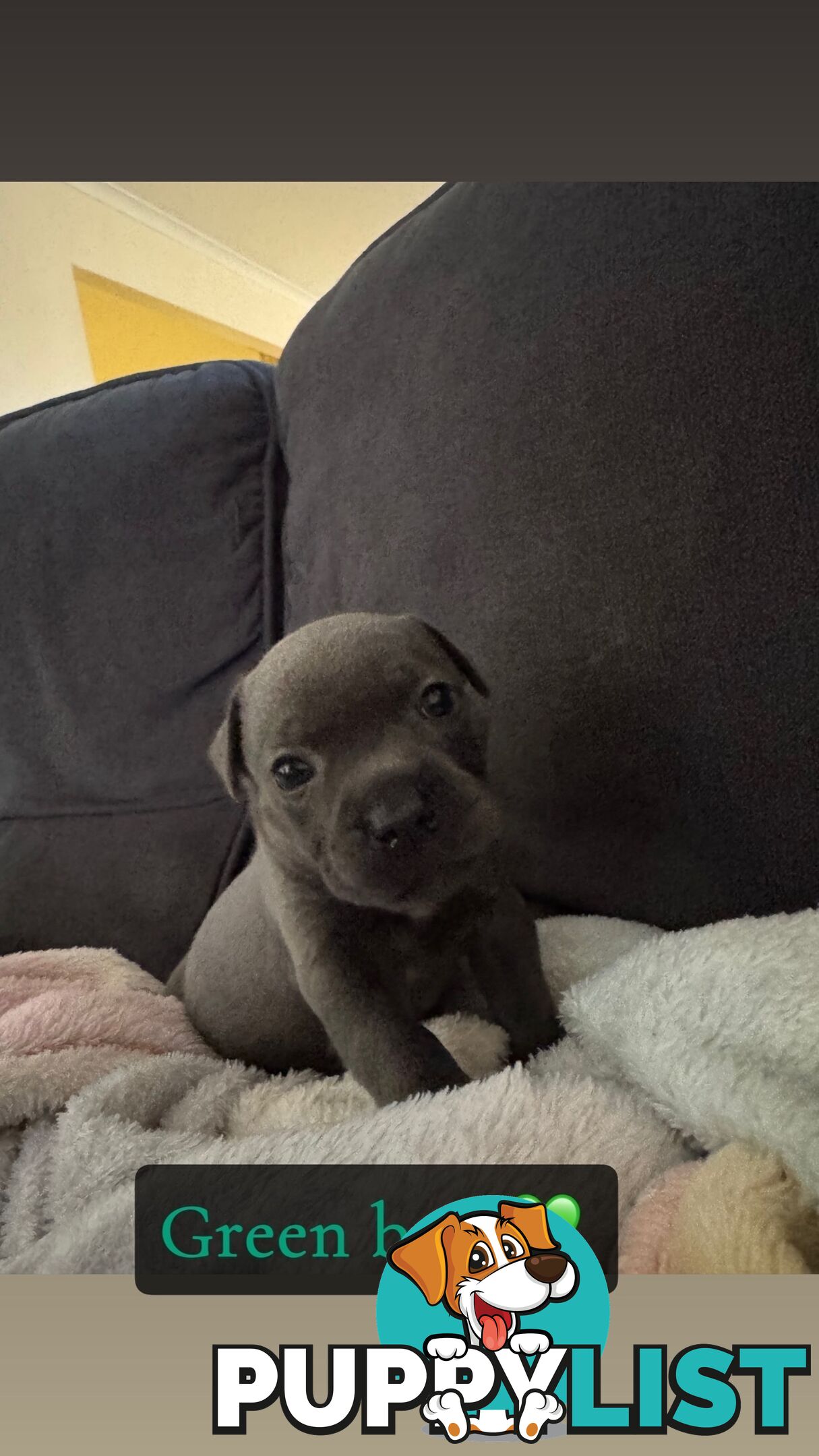 Purebred blue English staffy