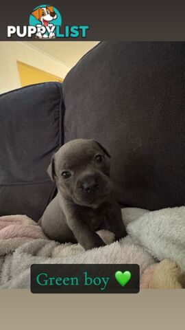 Purebred blue English staffy