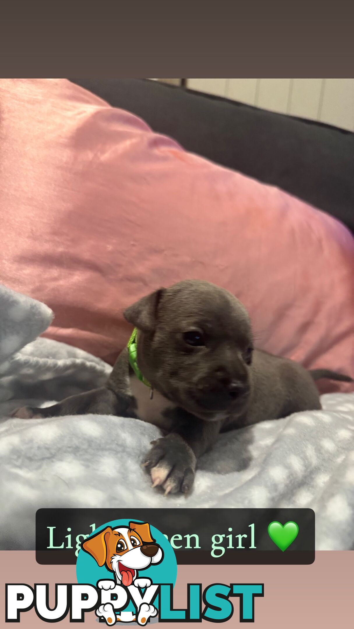 Purebred blue English staffy