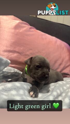 Purebred blue English staffy