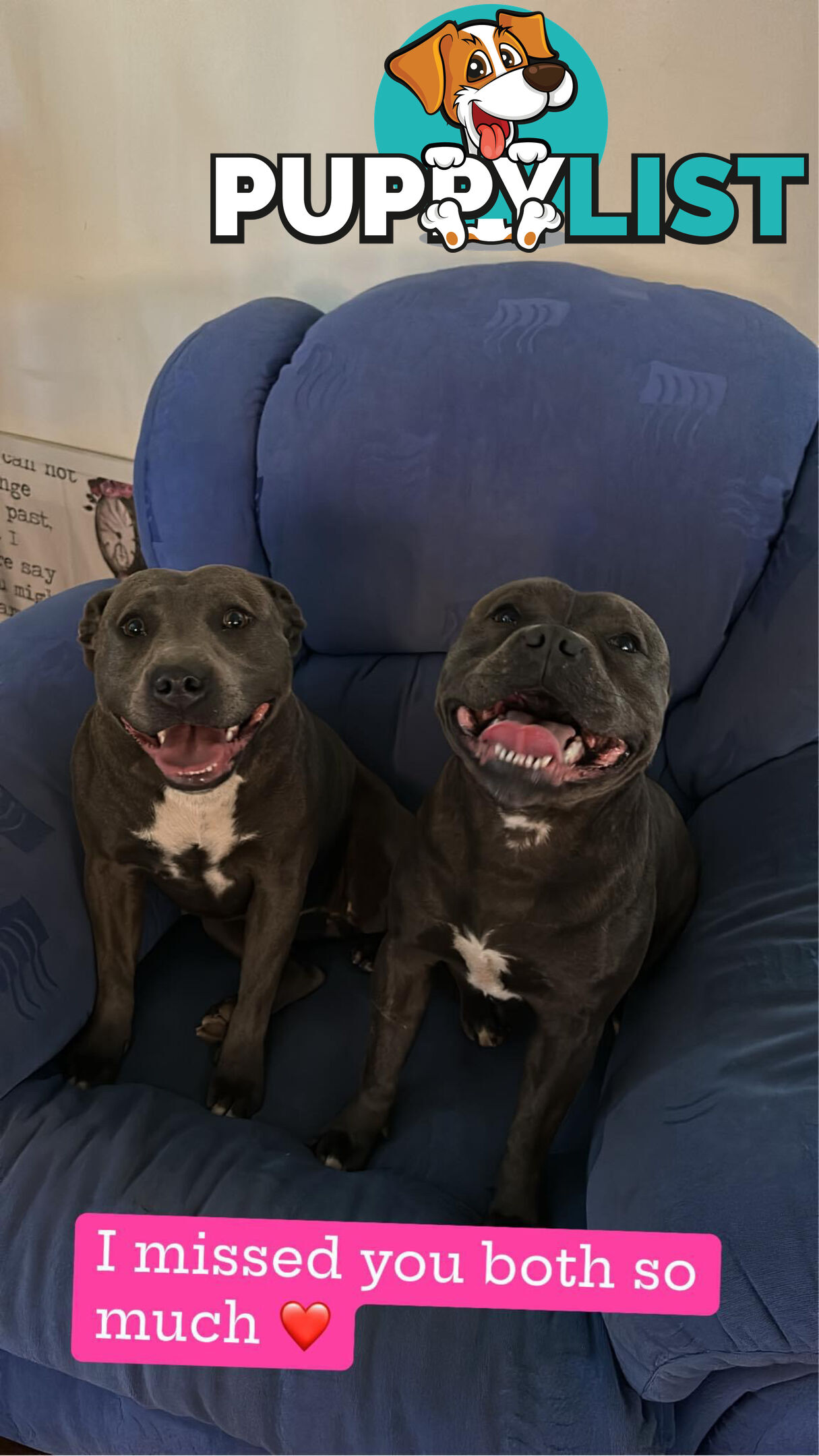 Purebred blue English staffy