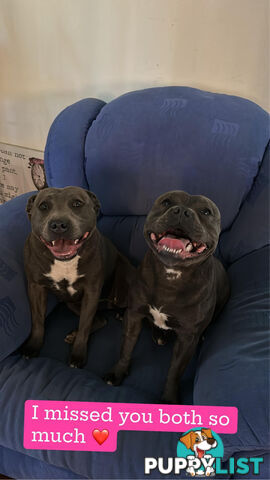 Purebred blue English staffy
