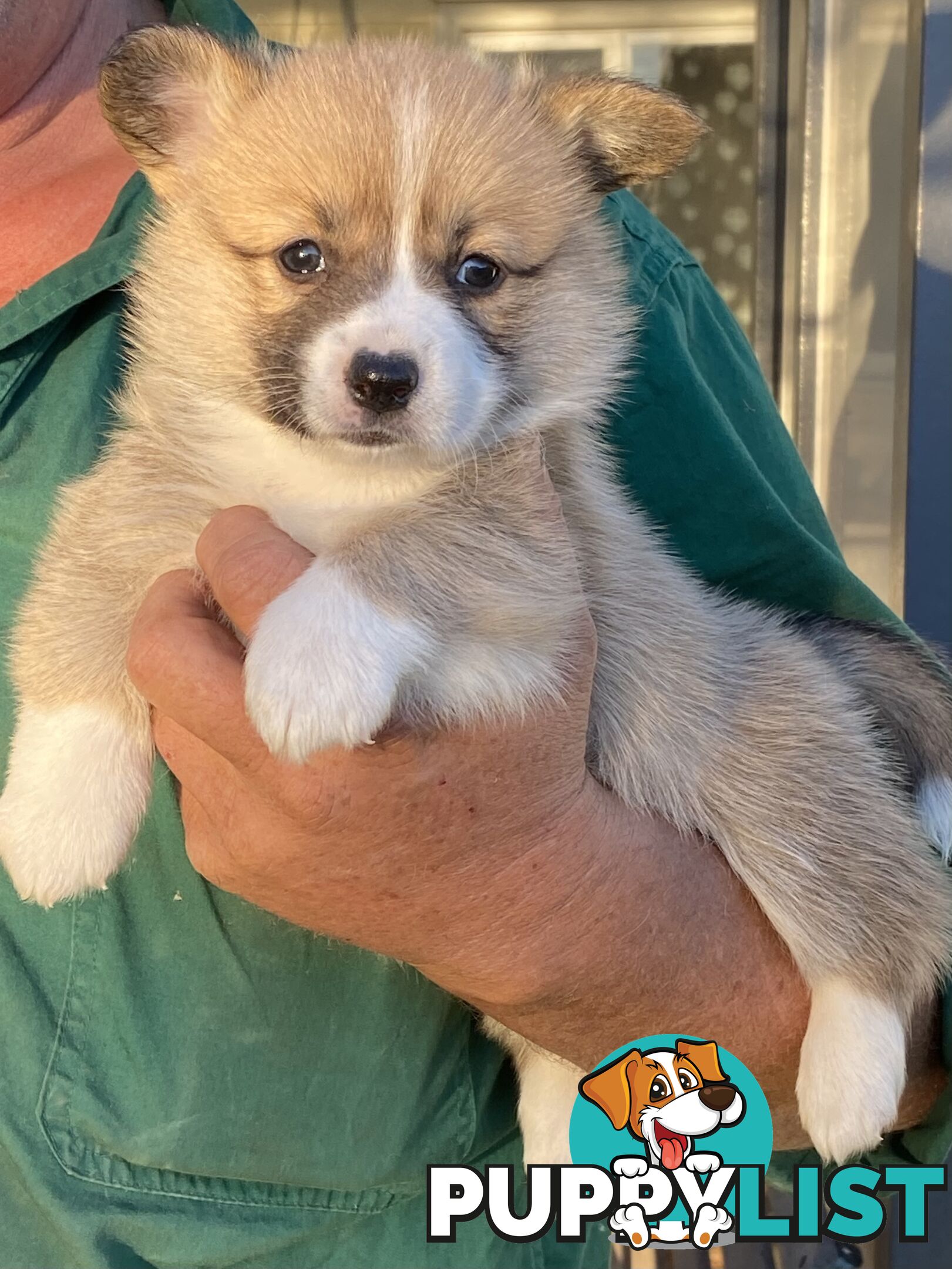 Welsh Pembroke Corgi girls