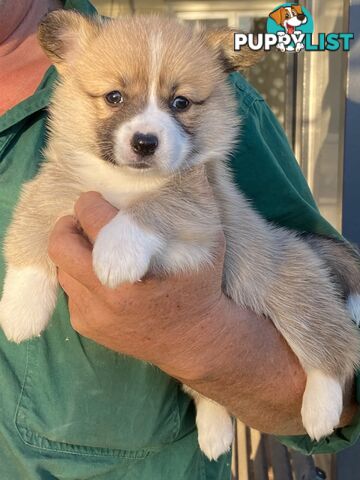 Welsh Pembroke Corgi girls