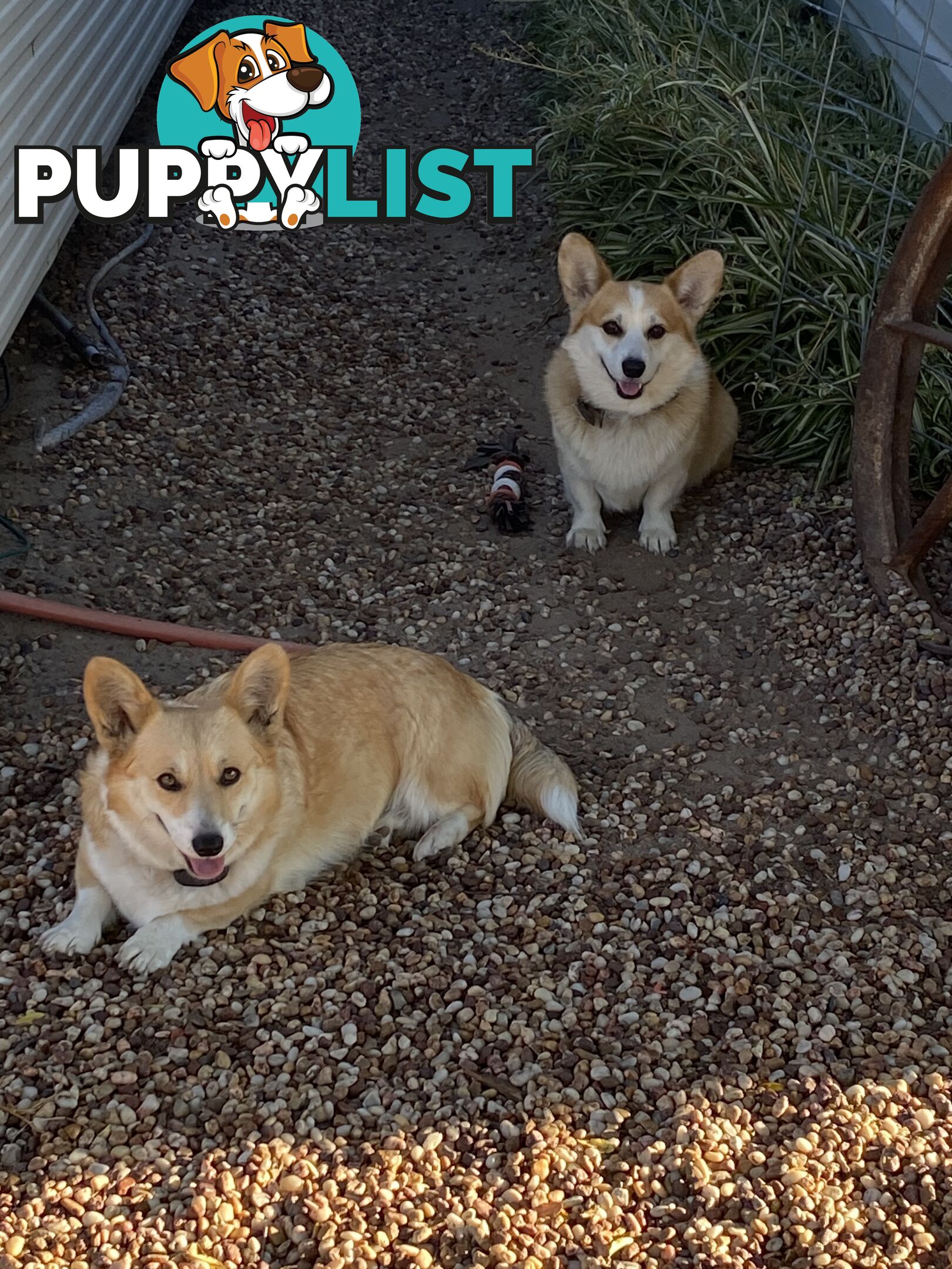 Welsh Pembroke Corgi girls