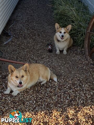 Welsh Pembroke Corgi girls