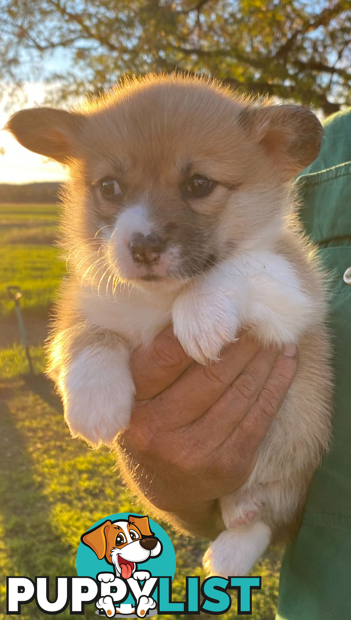 Welsh Pembroke Corgi girls