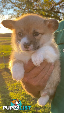 Welsh Pembroke Corgi girls