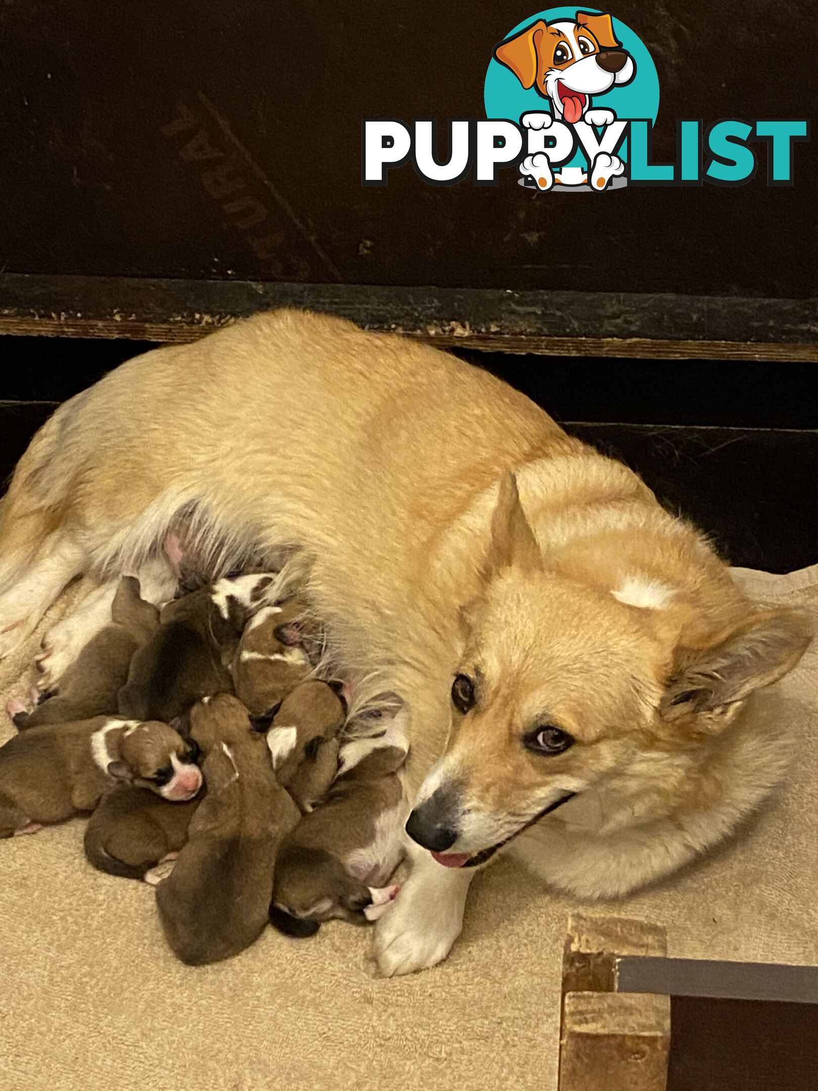 Welsh Pembroke Corgi girls