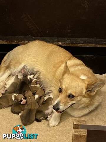 Welsh Pembroke Corgi girls
