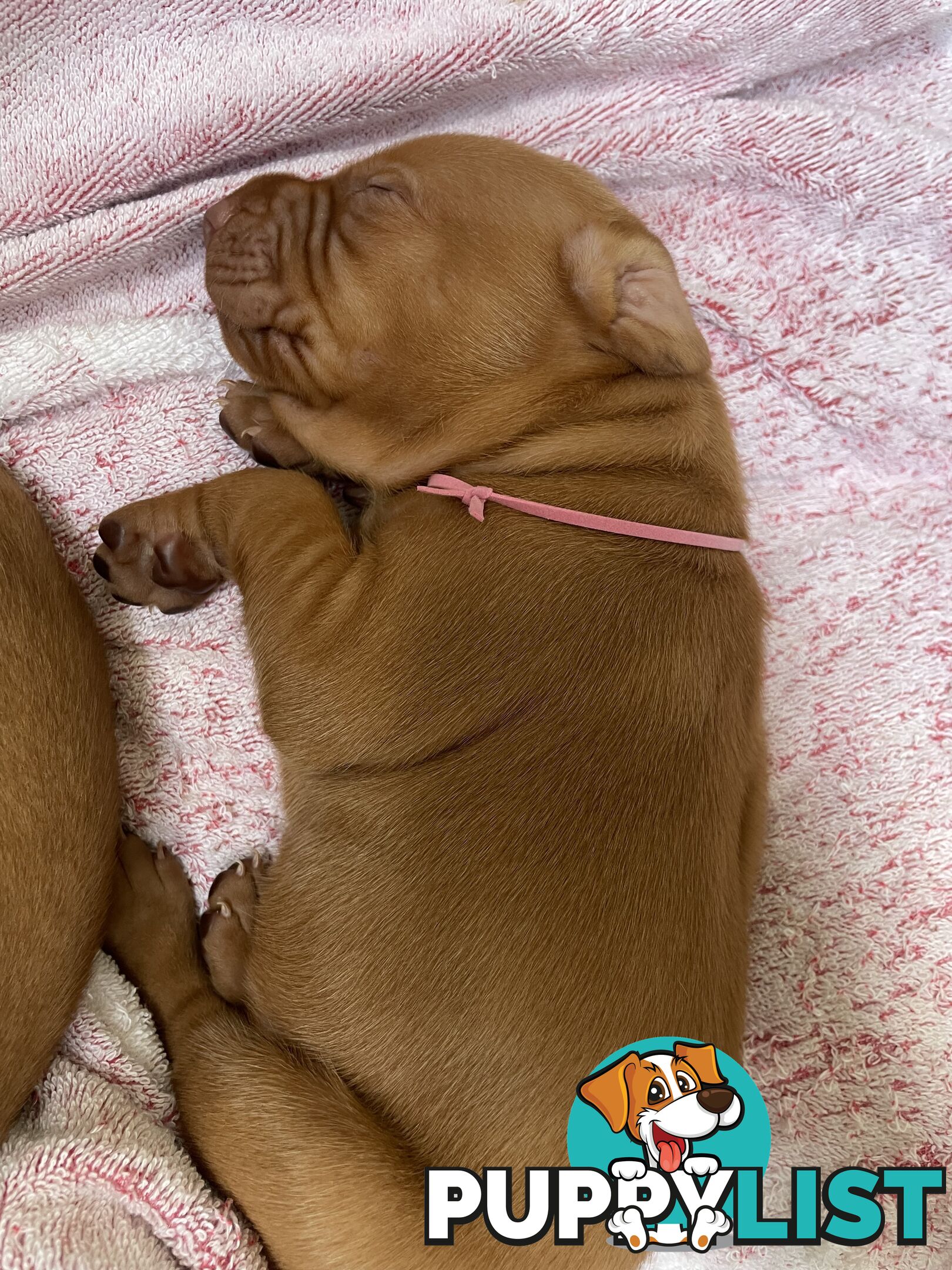 Purebred Hungarian vizsla puppy’s