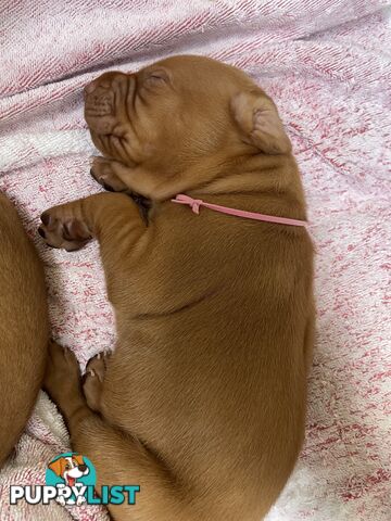 Purebred Hungarian vizsla puppy’s