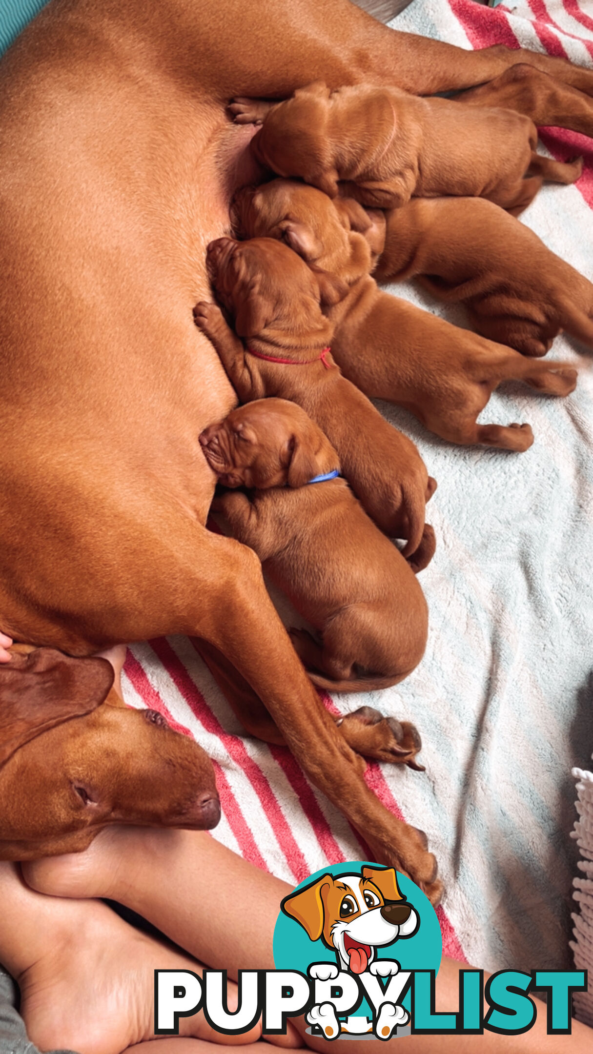 Purebred Hungarian vizsla puppy’s