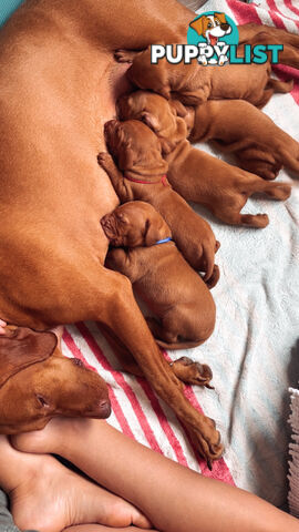 Purebred Hungarian vizsla puppy’s