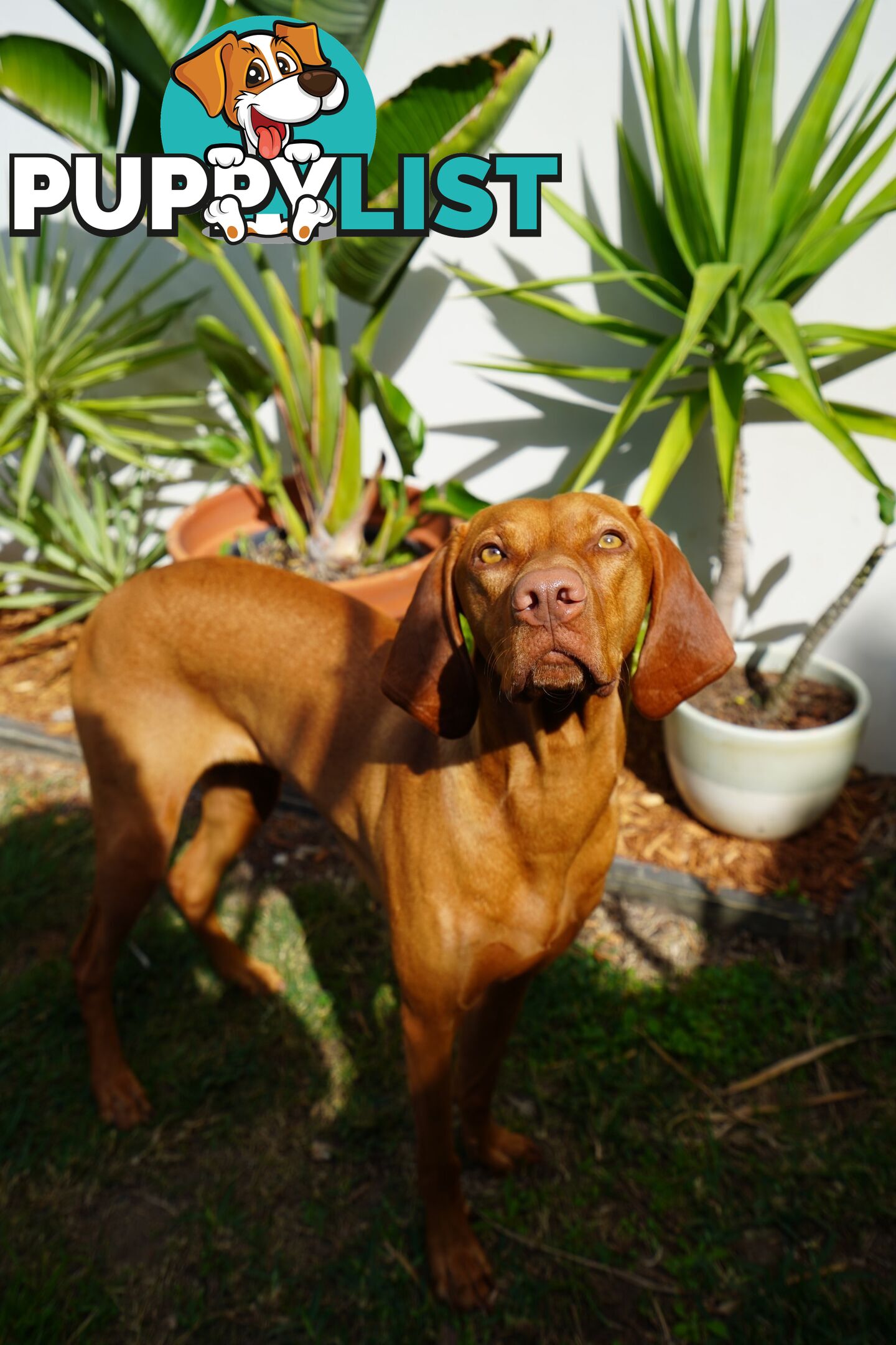 Purebred Hungarian vizsla puppy’s