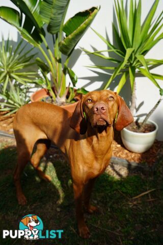 Purebred Hungarian vizsla puppy’s