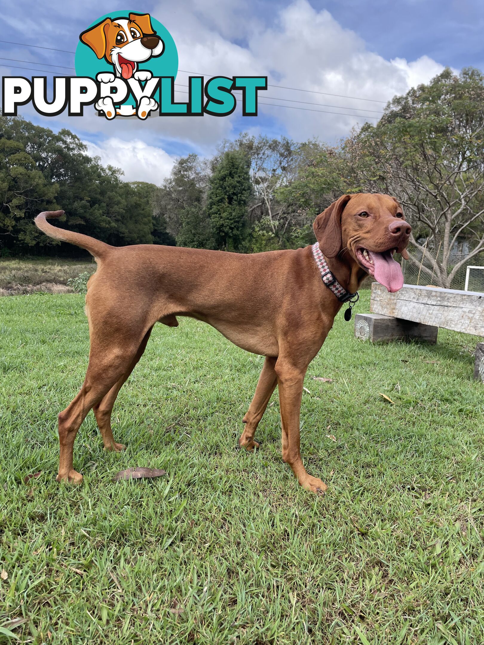 Purebred Hungarian vizsla puppy’s