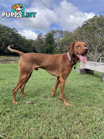 Purebred Hungarian vizsla puppy’s