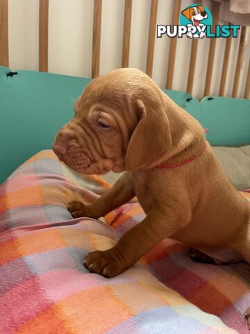 Purebred Hungarian vizsla puppy’s