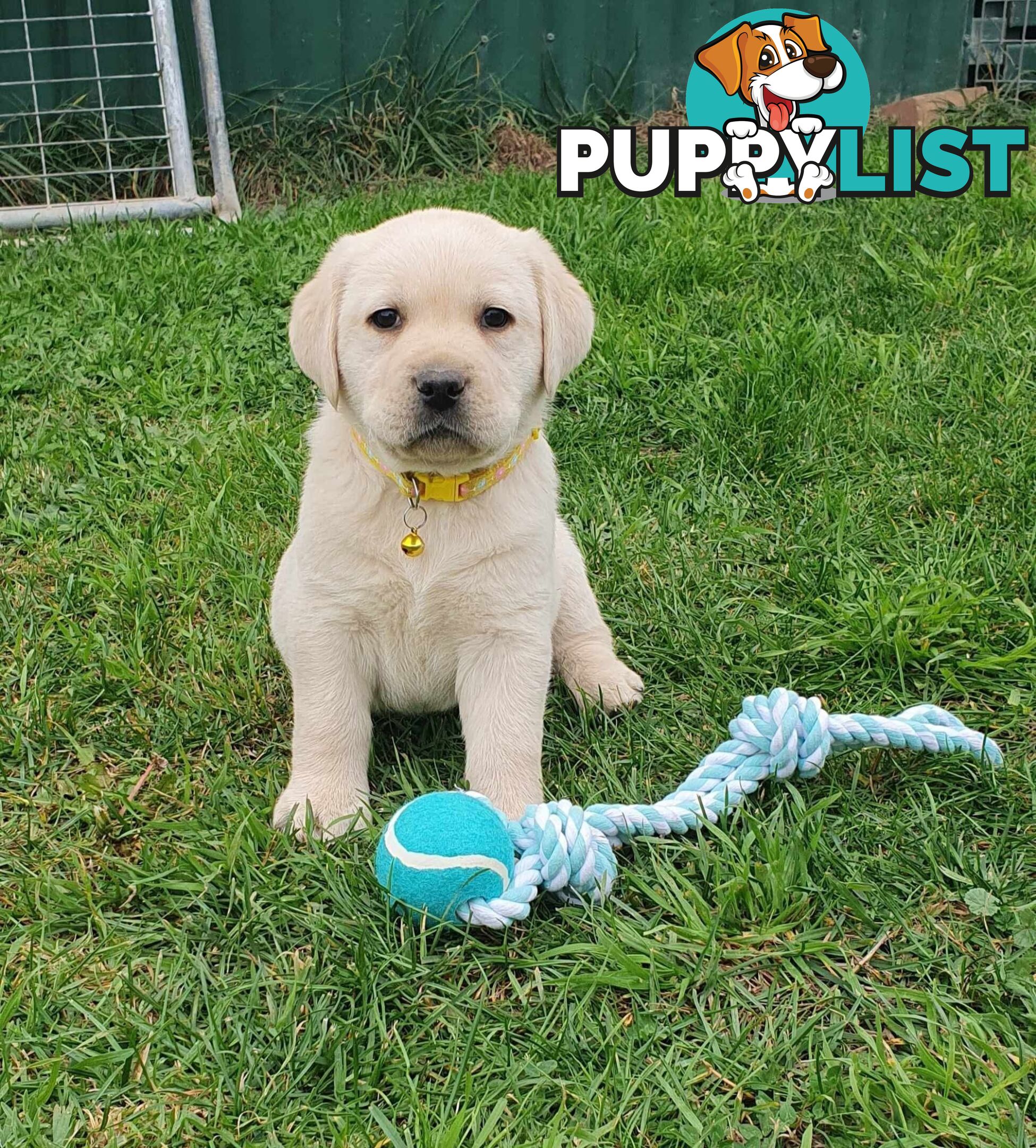 Labrador Puppies - DOGSNSW Registered - Health / Temperament Tested