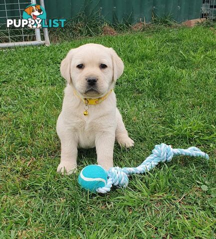 Labrador Puppies - DOGSNSW Registered - Health / Temperament Tested