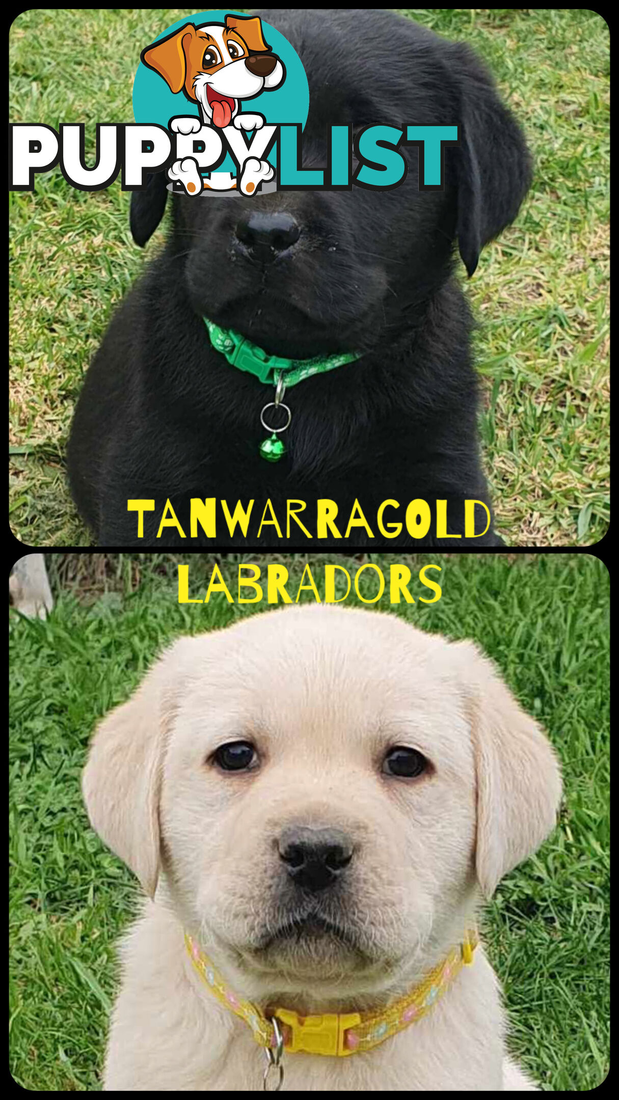 Labrador Puppies - DOGSNSW Registered - Health / Temperament Tested
