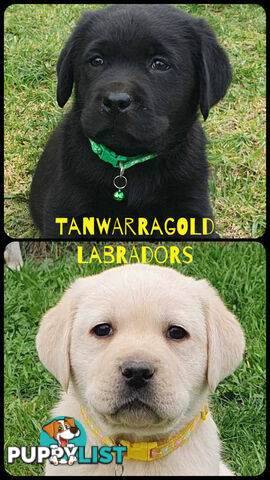 Labrador Puppies - DOGSNSW Registered - Health / Temperament Tested