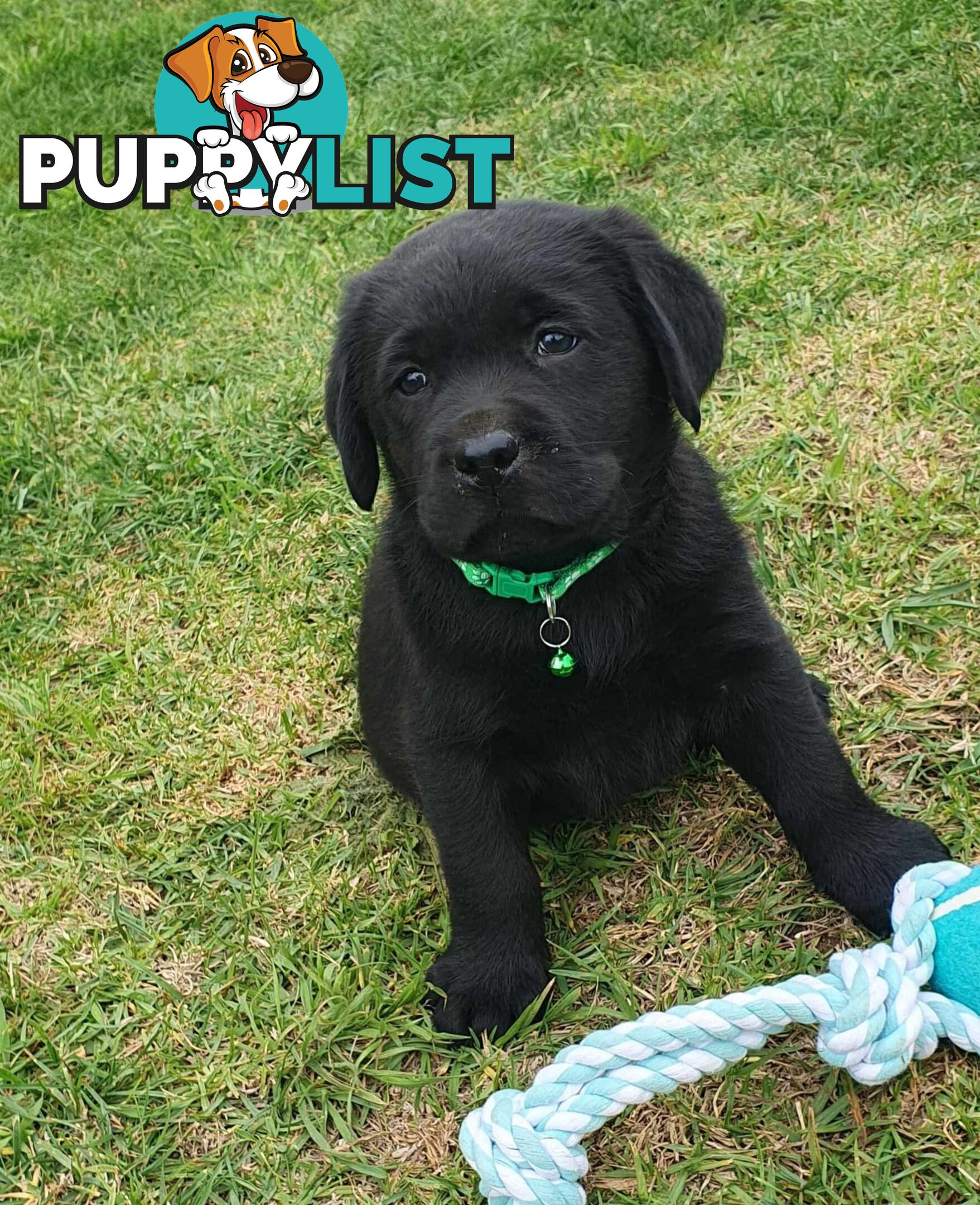 Labrador Puppies - DOGSNSW Registered - Health / Temperament Tested