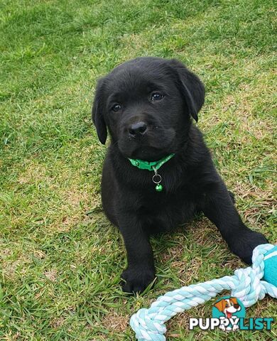 Labrador Puppies - DOGSNSW Registered - Health / Temperament Tested