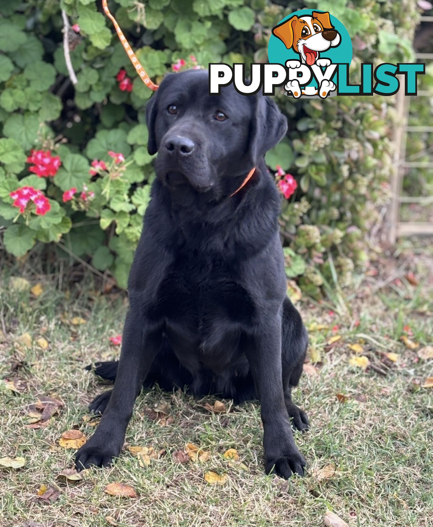 Labrador Puppies - DOGSNSW Registered - Health / Temperament Tested