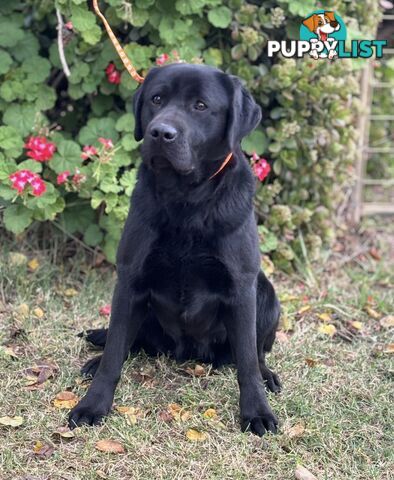 Labrador Puppies - DOGSNSW Registered - Health / Temperament Tested