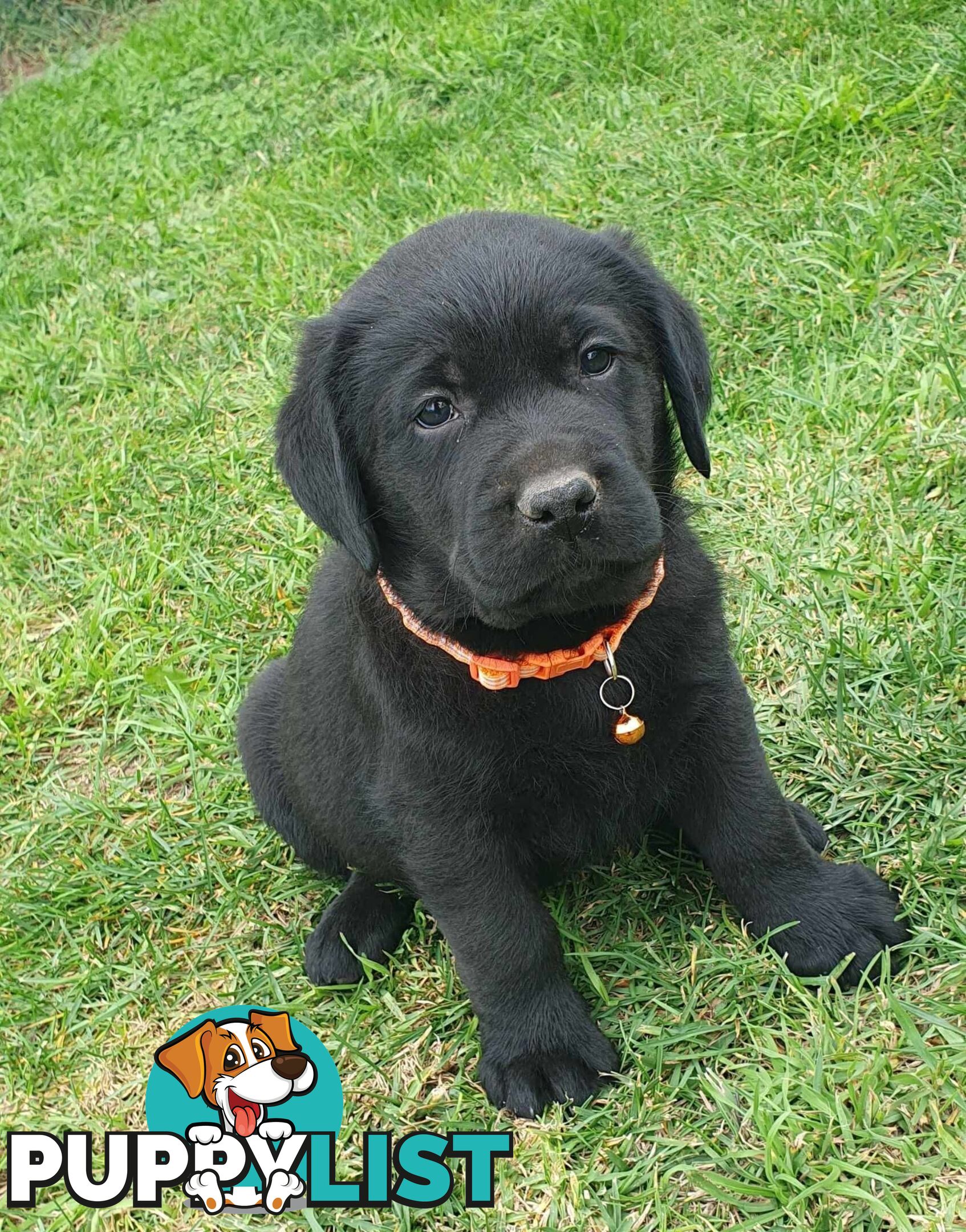 Labrador Puppies - DOGSNSW Registered - Health / Temperament Tested