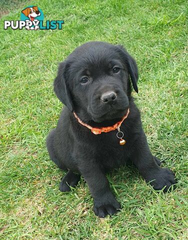 Labrador Puppies - DOGSNSW Registered - Health / Temperament Tested