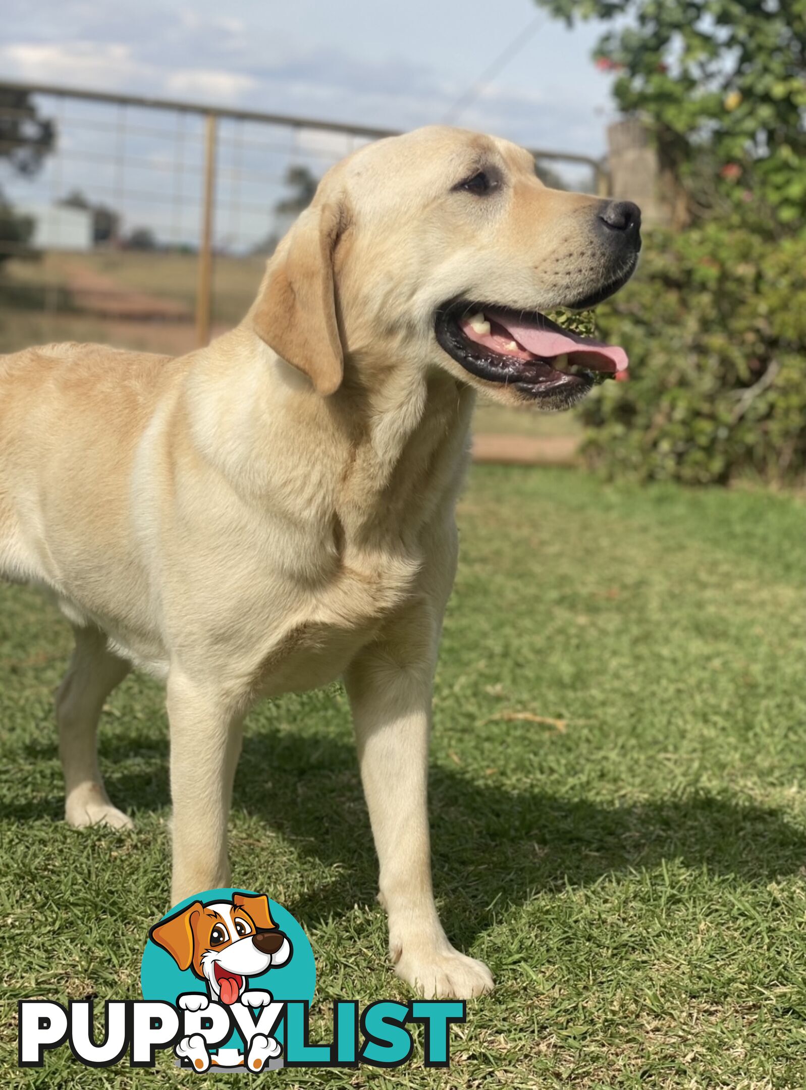 Labrador Puppies - DOGSNSW Registered - Health / Temperament Tested