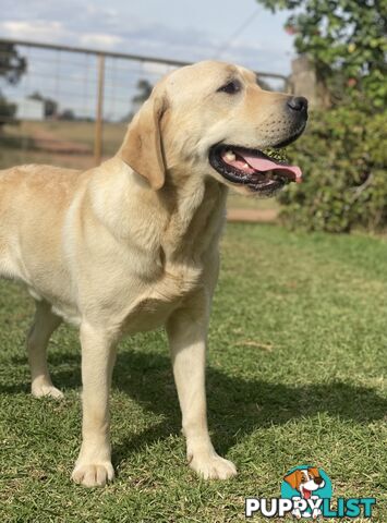 Labrador Puppies - DOGSNSW Registered - Health / Temperament Tested