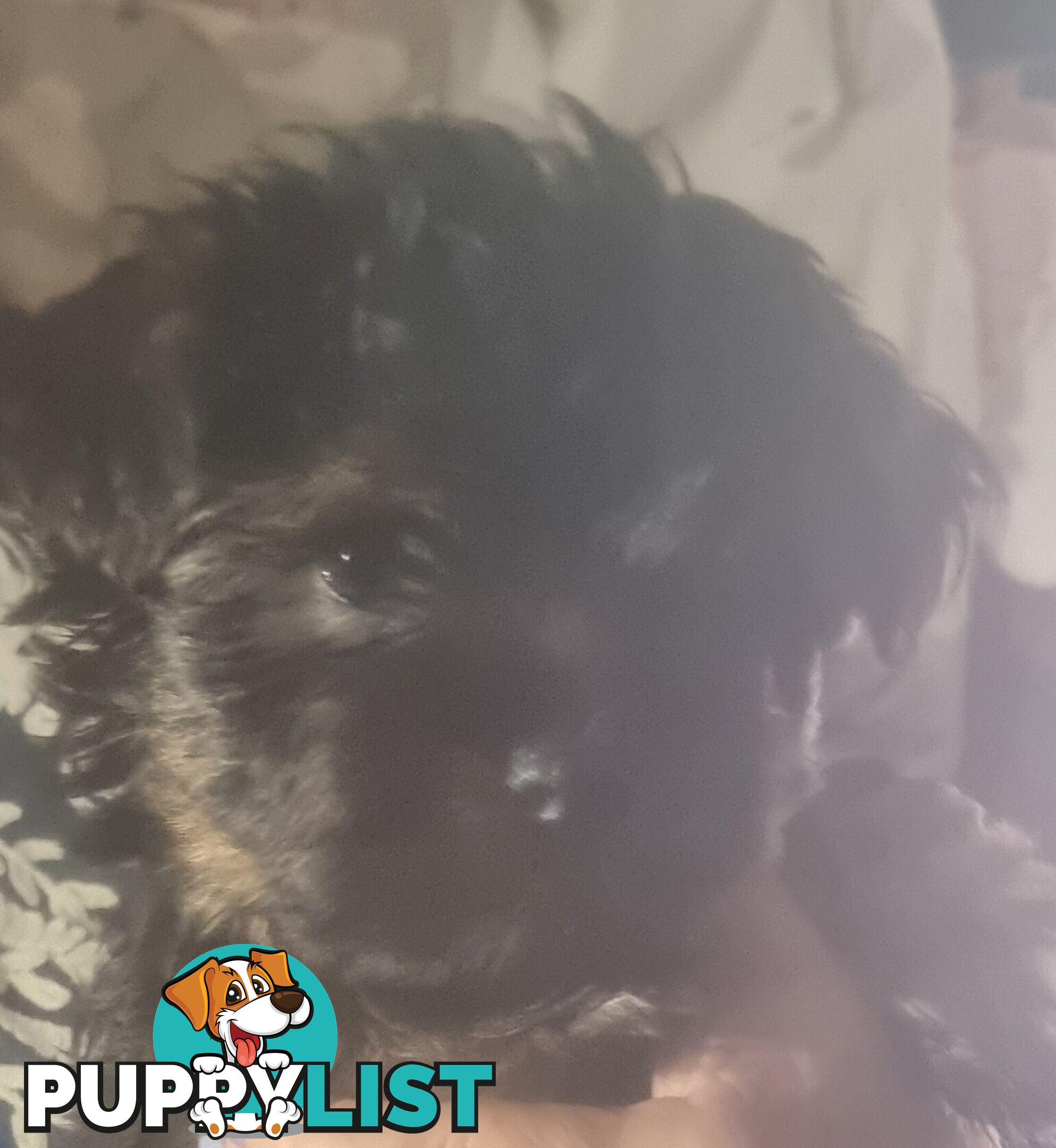 Australian Silky Terrier
