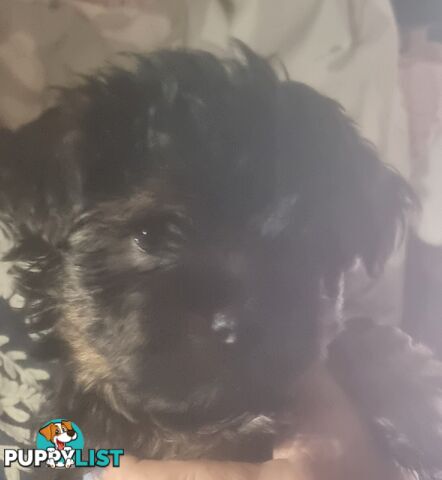 Australian Silky Terrier