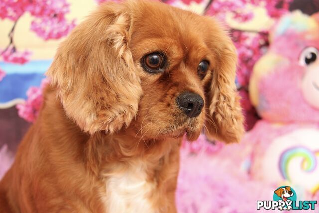 CAVALIER KING CHARLES ADULTS DESEXED MALE & FEMALE