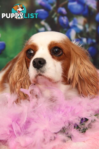 CAVALIER KING CHARLES ADULTS DESEXED DESEXED FEMALES