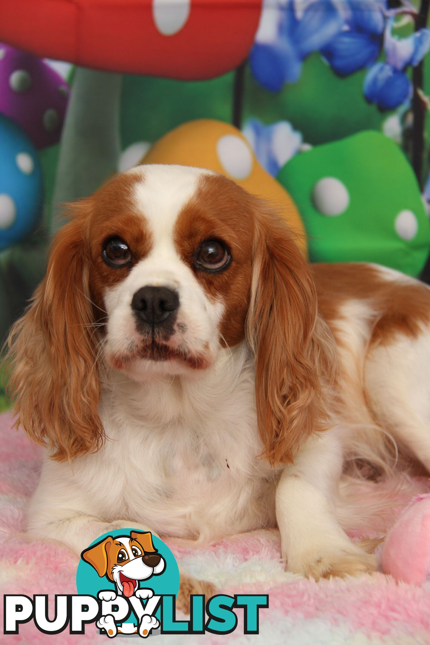 CAVALIER KING CHARLES ADULTS DESEXED DESEXED FEMALES