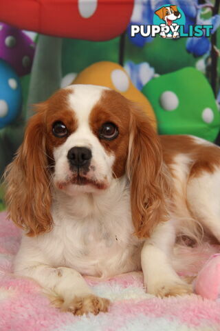CAVALIER KING CHARLES ADULTS DESEXED DESEXED FEMALES