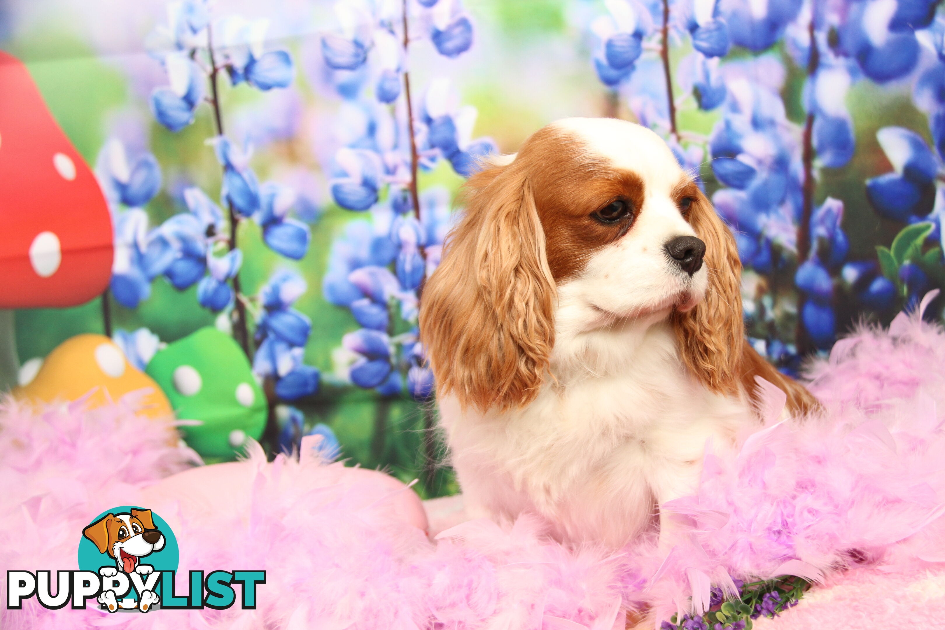 CAVALIER KING CHARLES ADULTS DESEXED DESEXED FEMALES