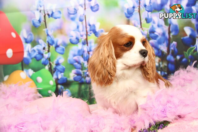 CAVALIER KING CHARLES ADULTS DESEXED DESEXED FEMALES