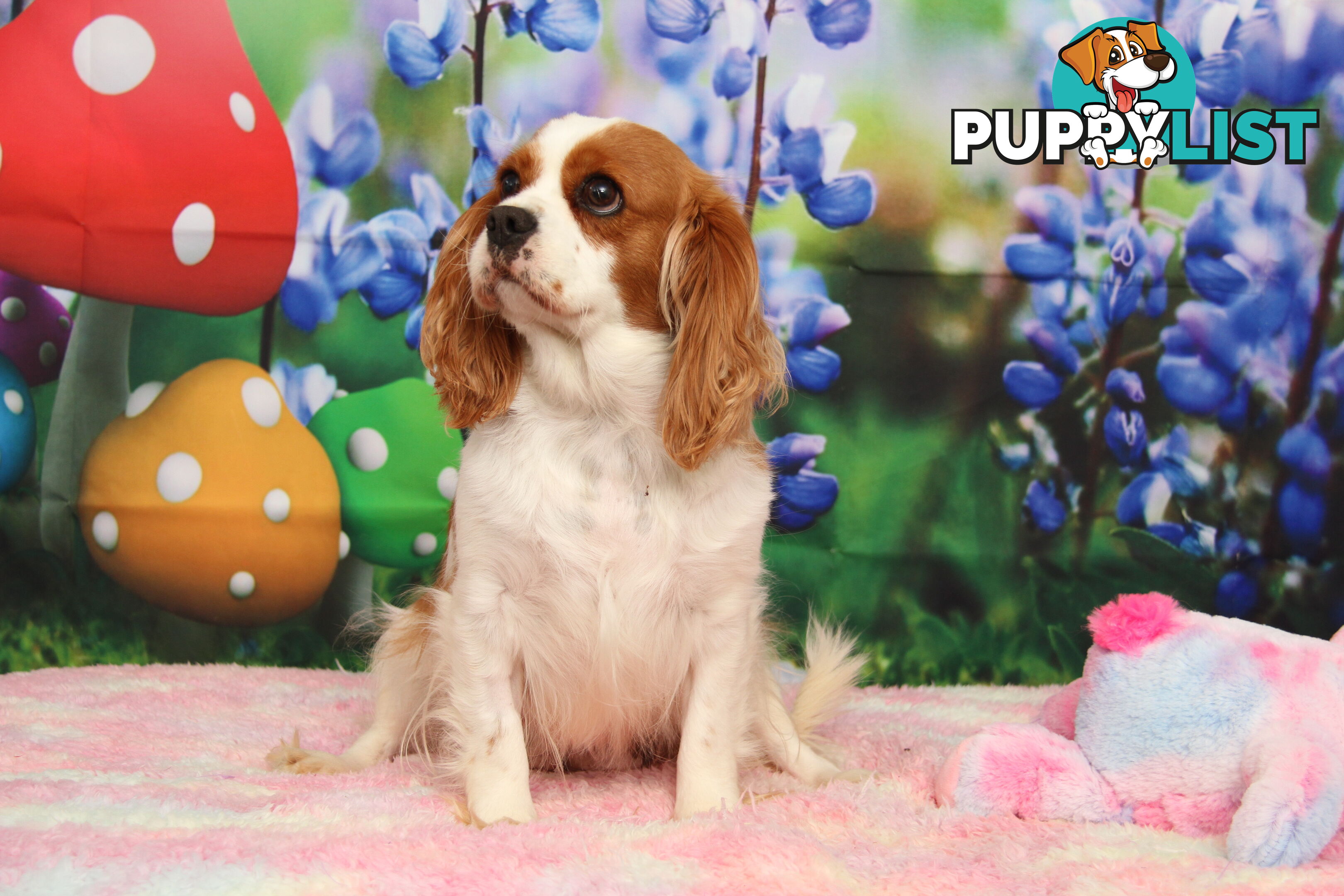 CAVALIER KING CHARLES ADULTS DESEXED DESEXED FEMALES