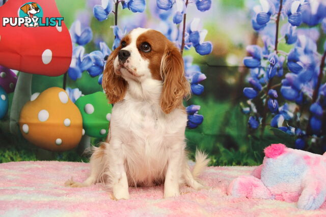 CAVALIER KING CHARLES ADULTS DESEXED DESEXED FEMALES