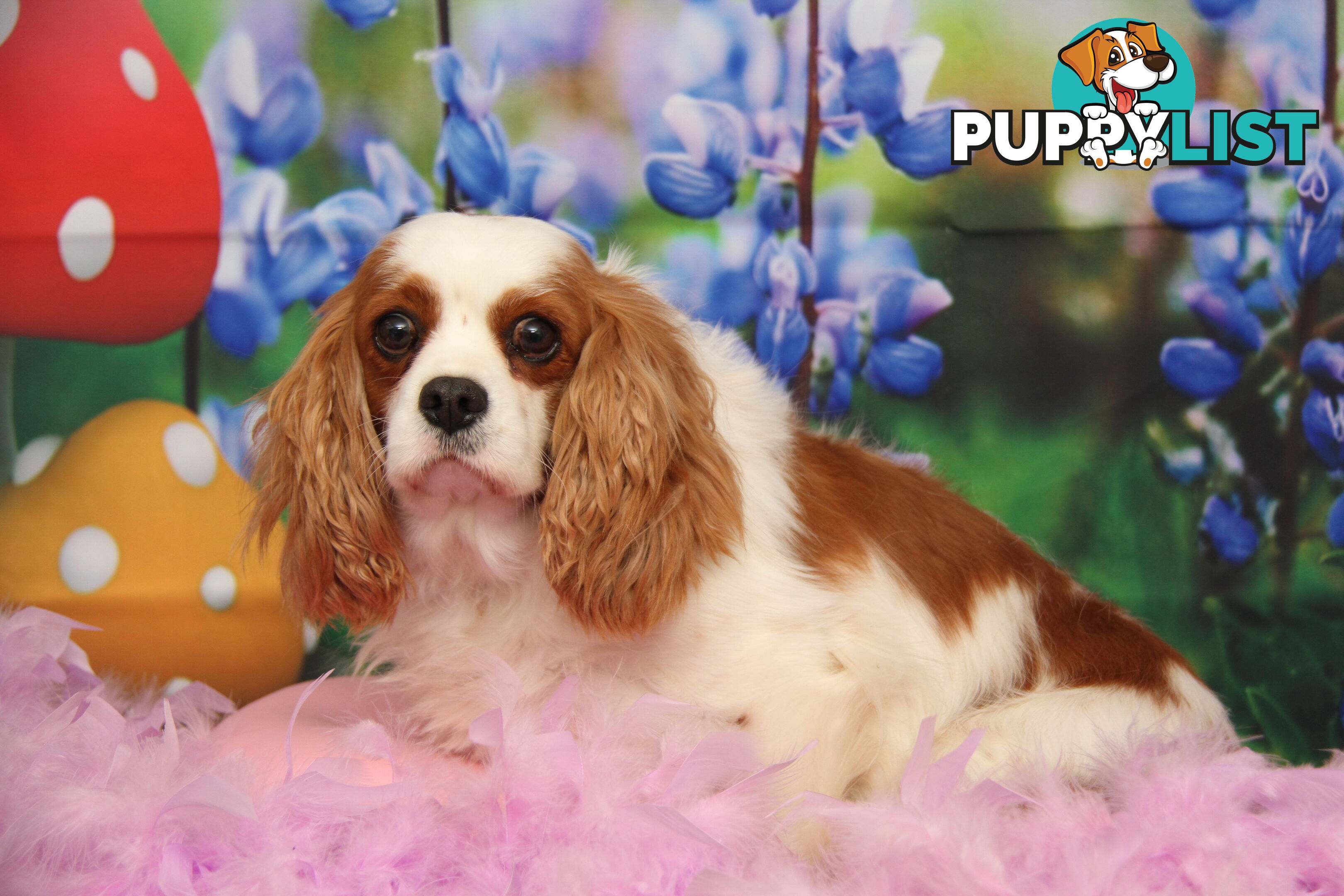 CAVALIER KING CHARLES ADULTS DESEXED DESEXED FEMALES
