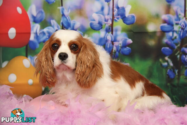 CAVALIER KING CHARLES ADULTS DESEXED DESEXED FEMALES