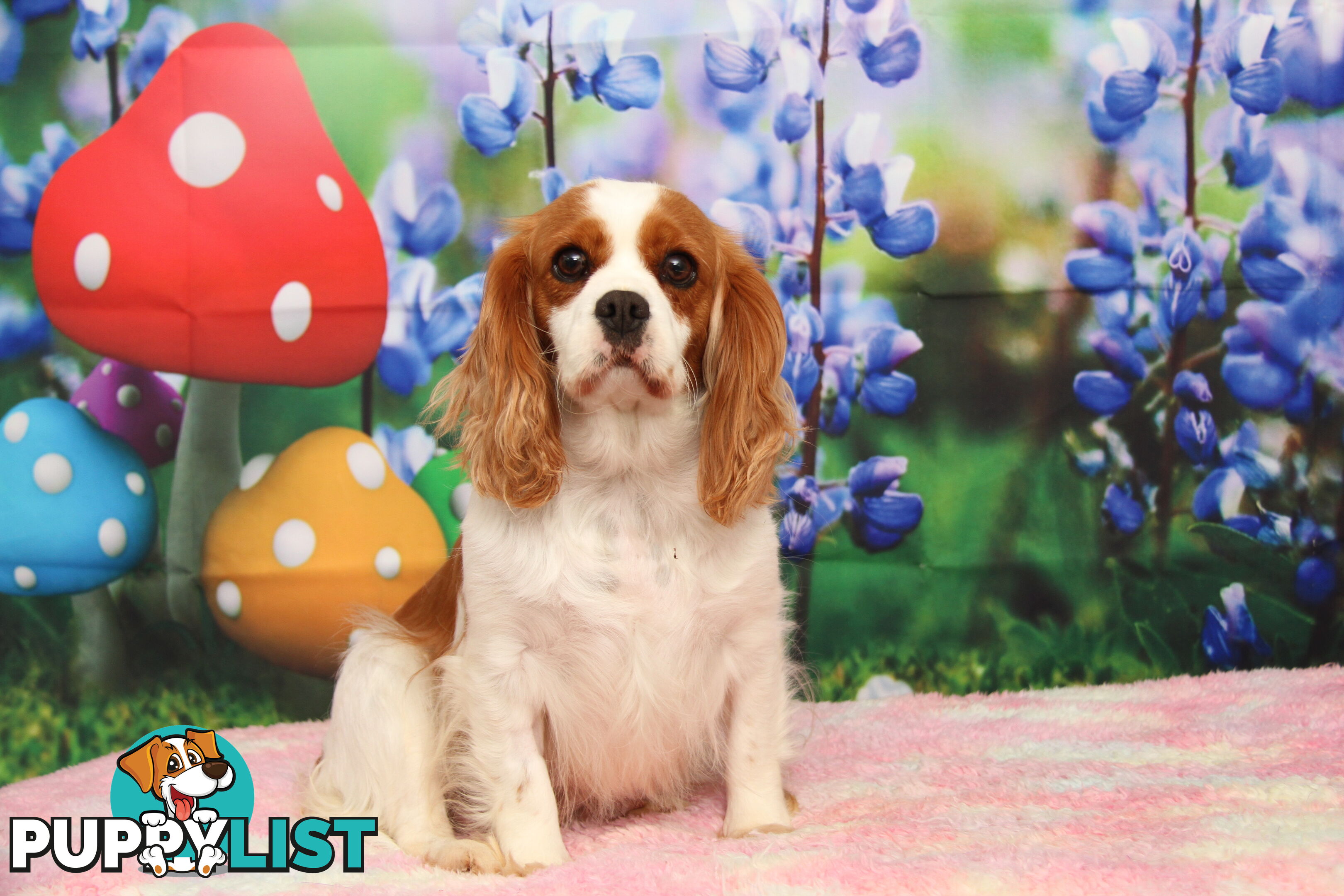 CAVALIER KING CHARLES ADULTS DESEXED DESEXED FEMALES
