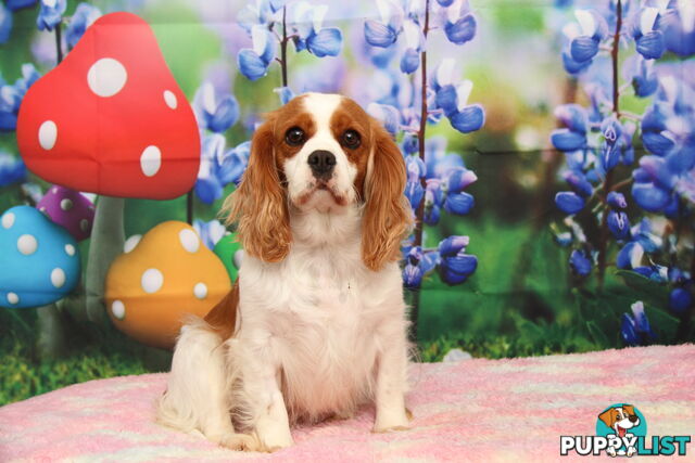CAVALIER KING CHARLES ADULTS DESEXED DESEXED FEMALES